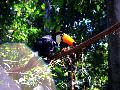 gal/holiday/Brazil 2005 - Foz do Iguacu Birds Sanctuary/_thb_Bird_Sanctuary_Iguacu_DSCF1226.jpg